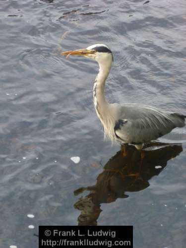Grey Heron Sticking Its Tongue Out